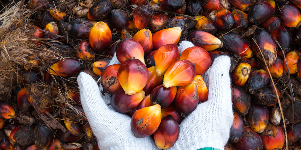 Il “maligno” olio di palma, da dicembre evitarlo sarà più facile