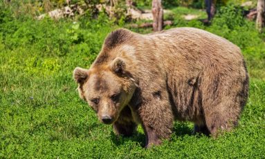L'orso che passeggia in città: avvistamenti in provincia di Udine