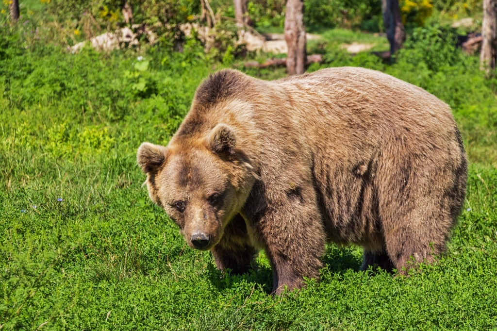 L’orso che passeggia in città: avvistamenti in provincia di Udine