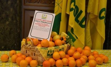 Dalle arance dei Piromalli all’olio di Messina Denaro: la mafia è servita