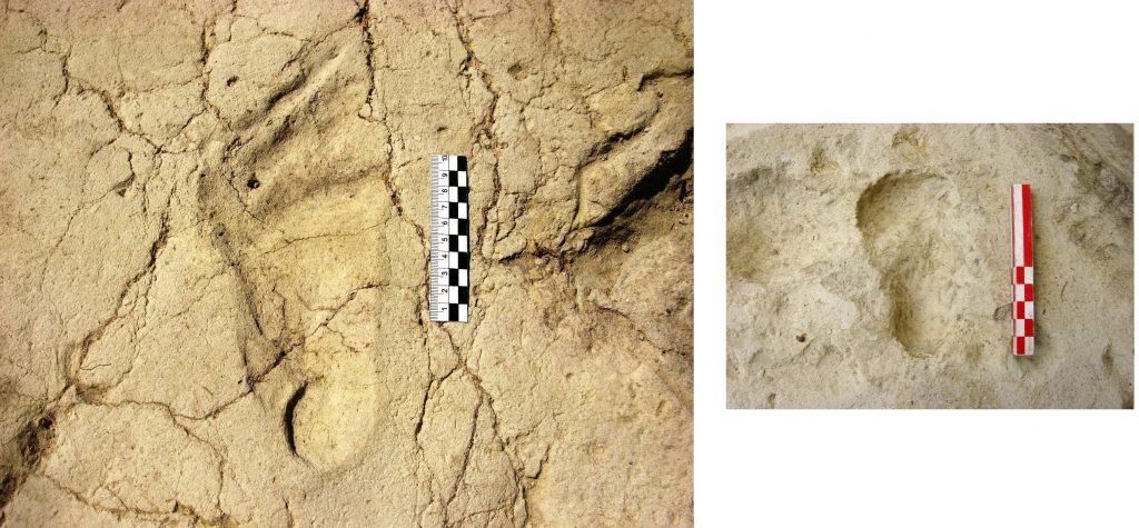 Sapienza: scoperte orme di bambino risalenti a 700 mila anni fa