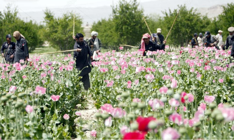 Il narco-terrorismo avanza con la droga dei Talebani