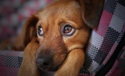 Omicron e animali domestici: cosa fare se i pets hanno il covid